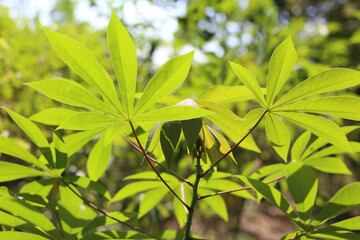 Obraz premium Green leaves of cassava plant