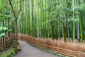 Bamboo forest at Hokoku-ji Shrine in Kamakura, Japan © daboost