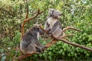Obraz premium Two koalas resting on tree branches in Kangaroo Island, Australia