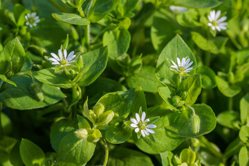Stellaria media. Common chickweed or common stitchwort, plants with tiny flowers with white petals. © LFRabanedo