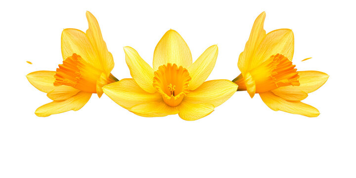 Vibrant yellow daffodil flowers arranged symmetrically showcasing fresh petals and orange centers perfect for seasonal greetings springtime events or garden themed marketing materials