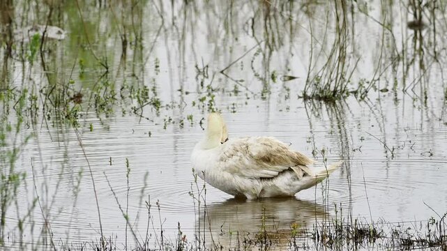 Cygne tubercul&eacute; (Cygnus olor) en toilettage dans une zone humide, comportement naturel de grooming en milieu aquatique