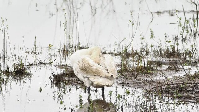 Cygne tubercul&eacute; (Cygnus olor) en toilettage dans une zone humide, comportement naturel de grooming en milieu aquatique