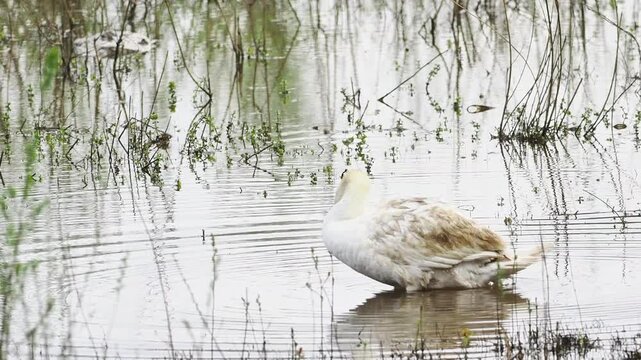 Cygne tubercul&eacute; (Cygnus olor) en toilettage dans une zone humide, comportement naturel de grooming en milieu aquatique