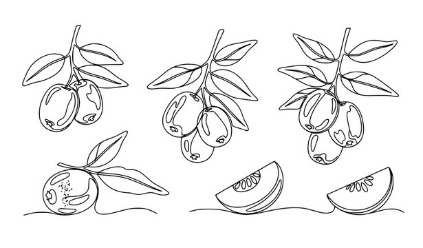 Continuous line jujube berry vector set monoline fruit botanical illustration minimalist design