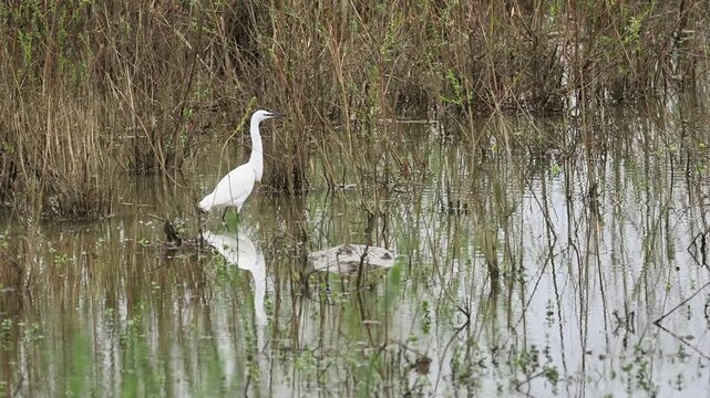 Aigrette garzette (Egretta garzetta) en chasse dans une zone humide, comportement de pr&eacute;dation en milieu aquatique