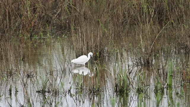 Aigrette garzette (Egretta garzetta) en chasse dans une zone humide, comportement de pr&eacute;dation en milieu aquatique