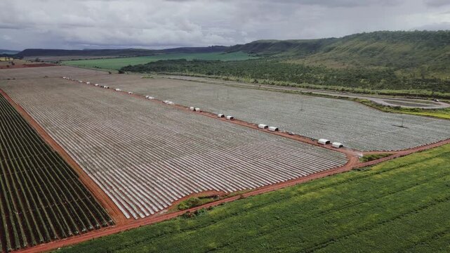 Irrigated vegetable crops under plastic mulch with drip irrigation in Formosa, Goi&aacute;s, Brazil, showing intensive horticulture, raised beds and precision water management system.