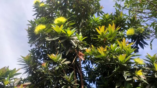 Plant with yellow flowers