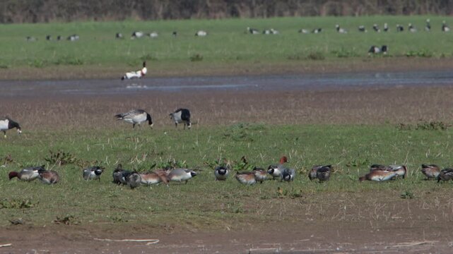A flock of Wigeon, Anas penelope, grazing with Barnacle Geese, Branta leucopsis, in the background. Spring. Severn Estuary. UK