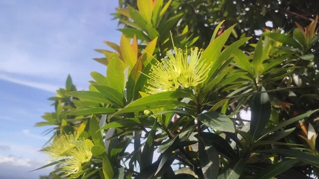Plant with yellow flowers