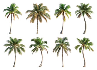 Obraz premium PNG Tropical palm trees collection on transparent background