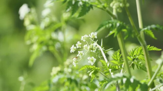 Cerfeuil sauvage (Anthriscus sylvestris) en fleur dans une prairie, ombelles blanches en lumi&egrave;re naturelle printani&egrave;re