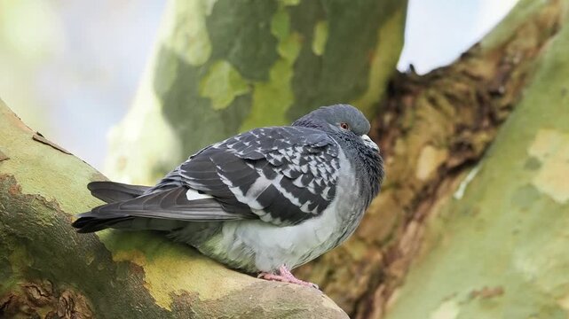 Pigeon biset (Columba livia) perch&eacute; sur une branche, portrait d&rsquo;oiseau urbain en milieu naturel
