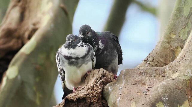 Pigeons bisets (Columba livia) en interaction sur une branche, comportement social et toilettage en milieu urbain