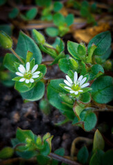 Obraz premium small white flower