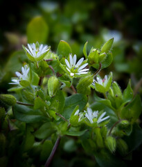 Obraz premium close up of a plant