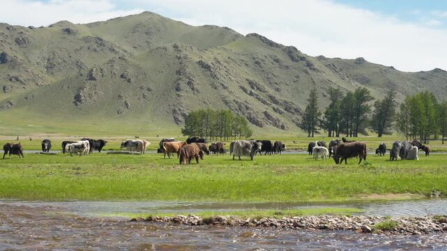 Herd at Stream in Mongolia Steppe_4K