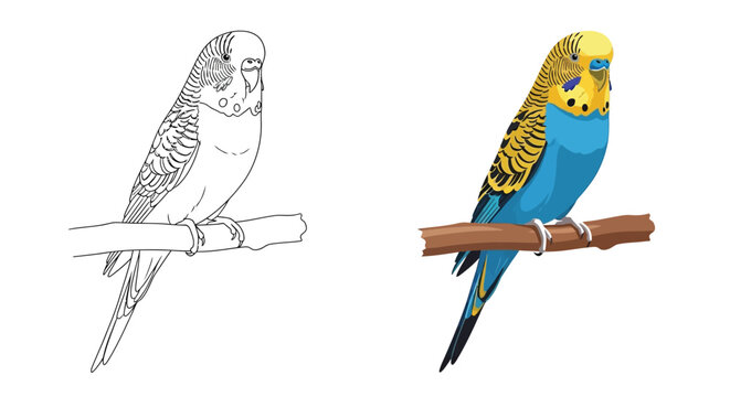 Detailed vector illustration of a charming budgerigar with a clear line art version.