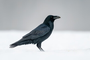 Naklejka premium Common Raven - Corvus corax, iconic black large bird native to European woodlands and forests, Poland.