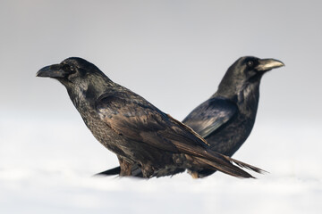 Naklejka premium Common Raven - Corvus corax, iconic black large bird native to European woodlands and forests, Poland.