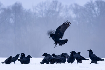 Naklejka premium Common Raven - Corvus corax, iconic black large bird native to European woodlands and forests, Poland.