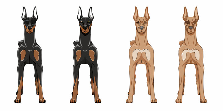 Four doberman pinschers displayed in varying shades of black and fawn
