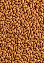 Naklejka premium A detailed close-up texture of dried golden wheat kernels creating a uniform rustic background for food preparation or harvest themes, seed, food, full frame
