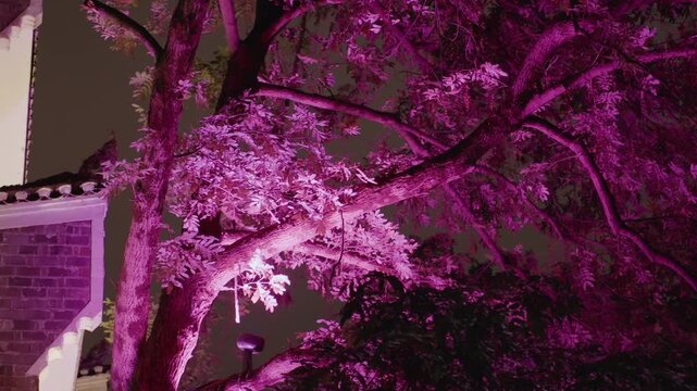 Nighttime pink blossom tree illuminated by magenta floodlight against brick facade, dense canopy casting soft shadows, textured trunk and glowing petals, romantic tranquil urban garden atmosphere