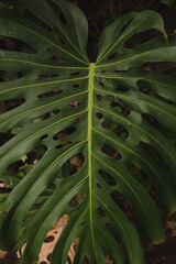 Close-Up of Monstera Leaf © Floral Deco