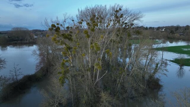 Aerial shot of flooded trees with mistletoe in Sarthe department surrounded by brown water and distant houses under blue evening sky