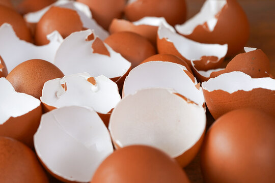 Eggshells are ready to be used as organic plant fertilizer