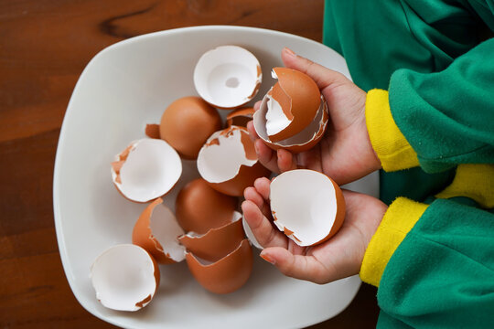 Eggshells are ready to be used as organic plant fertilizer
