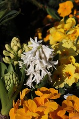 Obraz premium Close-up of white hyacinth surrounded by vibrant yellow primroses.