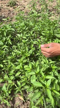 Close up of male hands weeding and caring for small chili plants in organic farm nursery