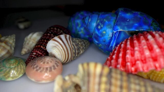 Colorful tropical seashells collection isolated on a white background