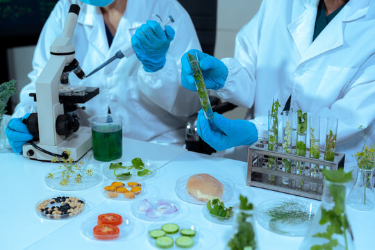 Team microbiologist Looking at a Healthy Green Plant in a Sample Flask.