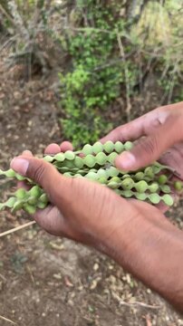 Close up of male hands holding fresh green Babool pods or Acacia nilotica seeds in rural field