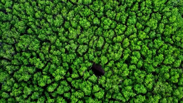 Aerial view of a vibrant green forest, creating a textured pattern with a dark shadow