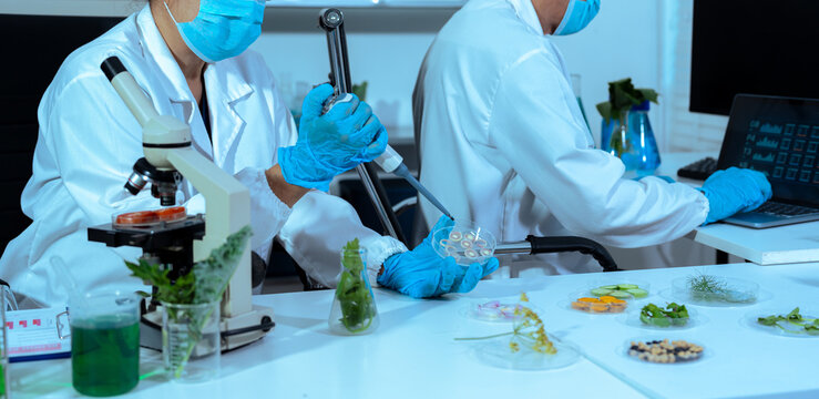Team microbiologist Looking at a Healthy Green Plant in a Sample Flask.