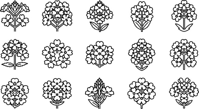 Black and white hydrangea flower flowers line floral plants