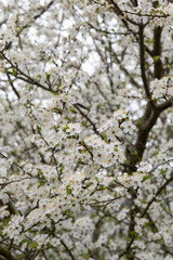 Obraz premium White spring flowers on tree branch creating natural floral background delicate botanical texture seasonal bloom vertical