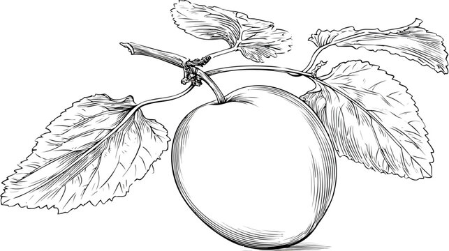 Monochrome ink drawing of an apple on a branch with textured leaves