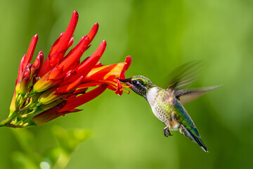 Naklejka premium A small green ruby hummingbird with fast wings and a long beak flies through nature to feed on nectar from a vibrant flower while in flight