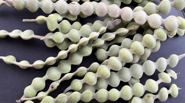 Close up of fresh green acacia pods or seed pods on black surface