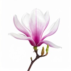 Fototapeta premium Close Up of a White and Pink Magnolia Blossom on White Background