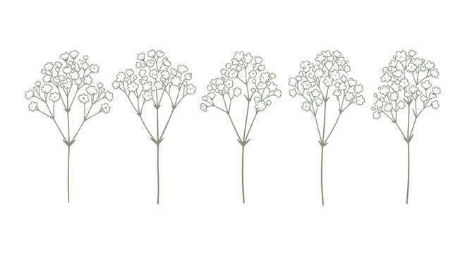 Baby&rsquo;s Breath Gypsophila Flower Set Minimal Line Art Vector Floral Illustration