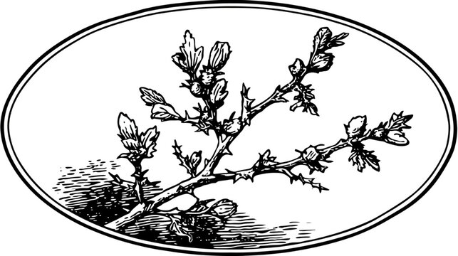 A branch with thorns and budding leaves is depicted within an oval frame