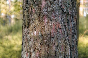 Obraz premium Outdoor closeup of textured bark on a tree