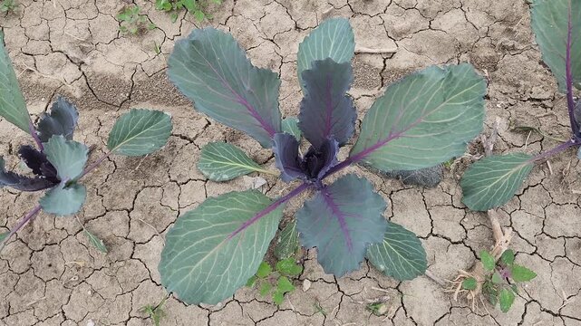 Red cabbage (Brassica oleracea var. capitata f. rubra) seedlings growing in a field, planted in early April